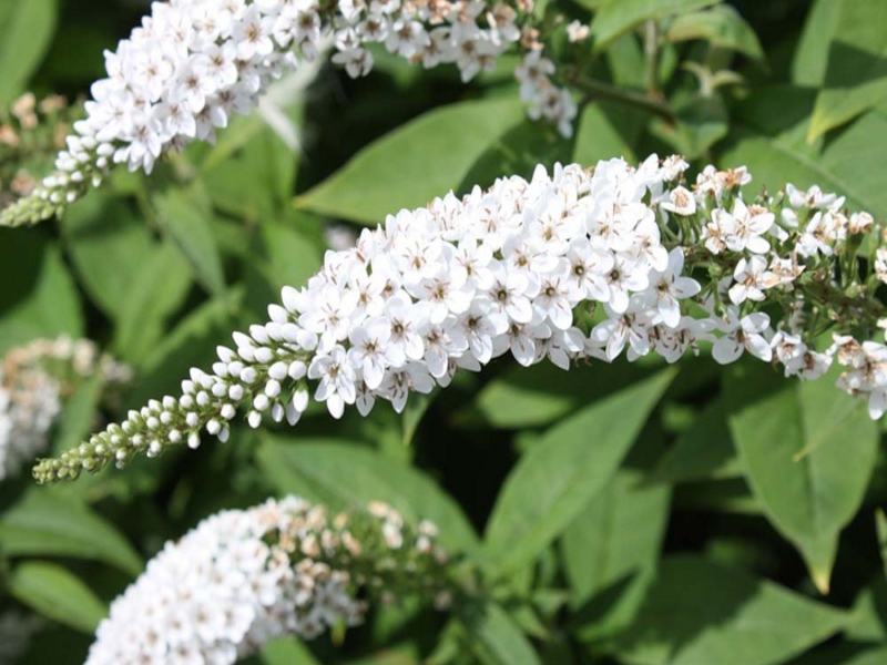 Buddleya David White Profojn boleh mekar putih.