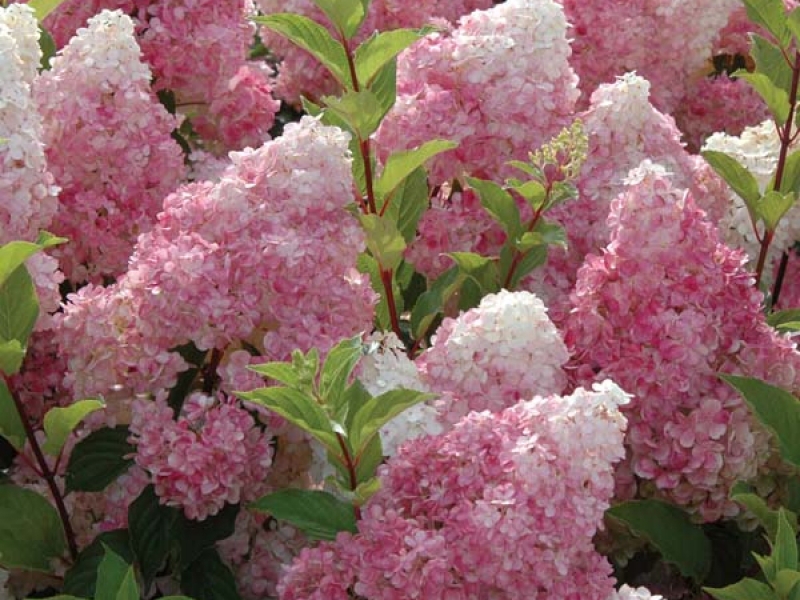 White Profusion buddleya adalah campuran warna putih dan merah jambu, sangat halus.