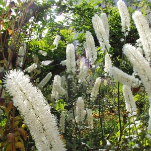 Cohosh hitam bercabang