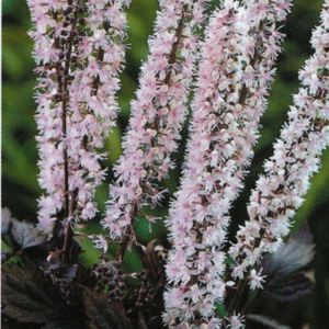 Tumbuh cohosh hitam di kebun