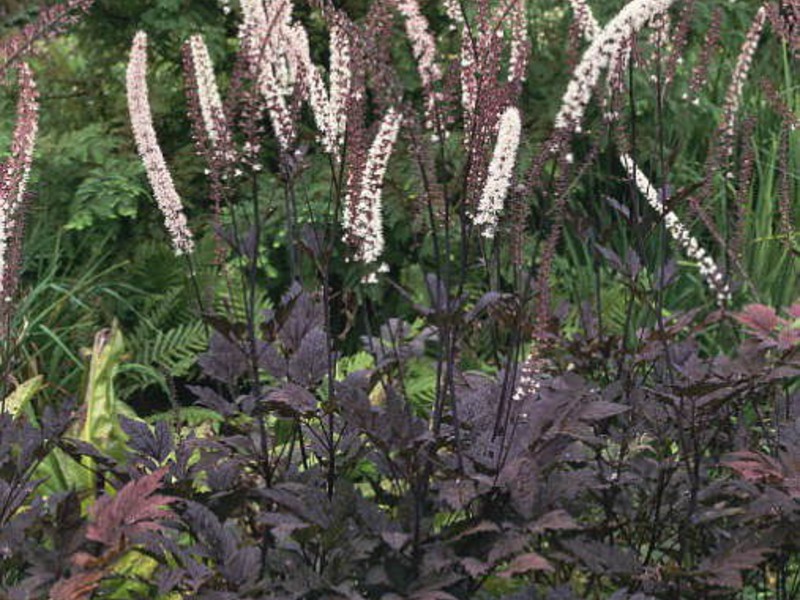 Cohosh hitam bercabang