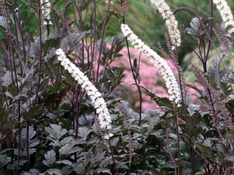 Pembiakan cohosh hitam