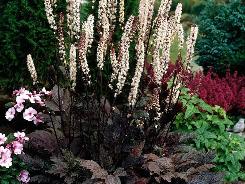 Cohosh hitam