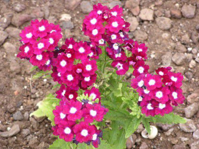 Verbena ungu