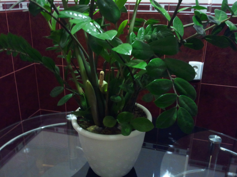 Zamioculcas pokok dolar