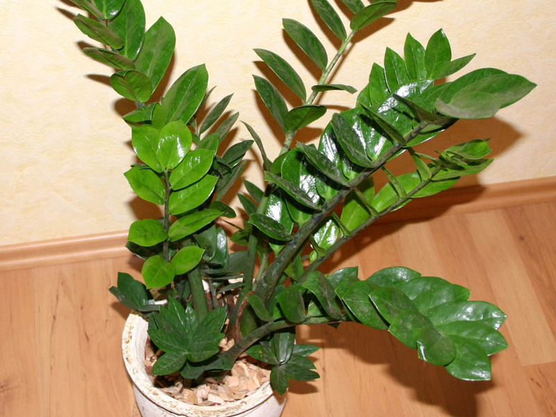 Varieti bunga zamioculcas