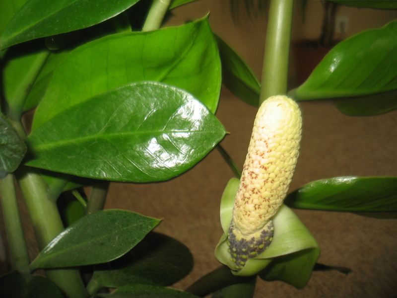 Zamioculcas yang semakin meningkat