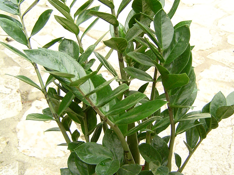 Menyiram bunga zamioculcas