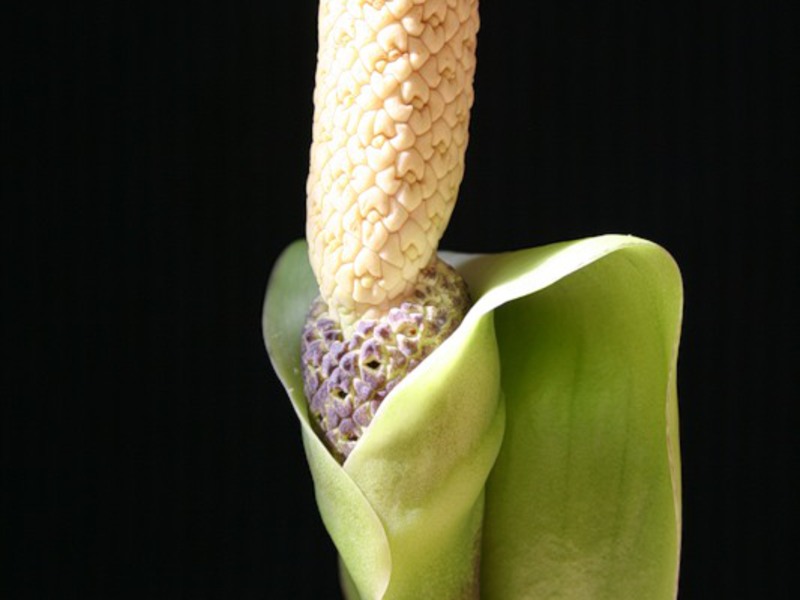 Cara menyebarkan zamioculcas