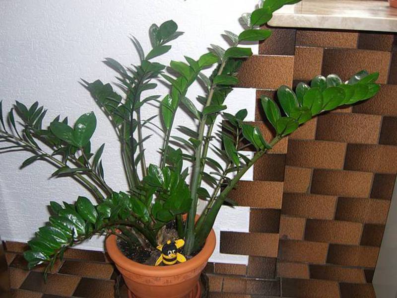 Zamioculcas yang semakin meningkat