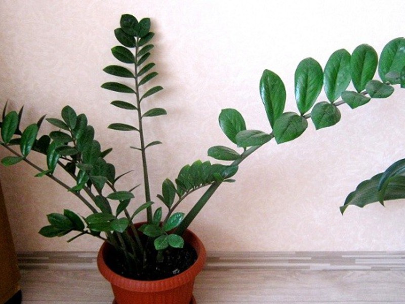 Bunga Zamioculcas selibat