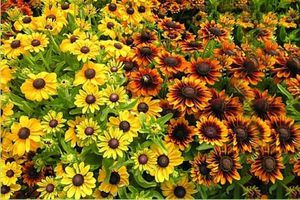 Jenis dan jenis rudbeckia