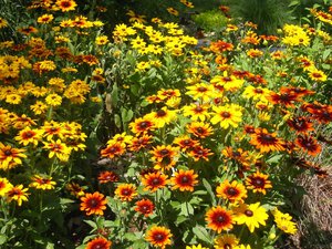 Rudbeckia abadi, penjagaan