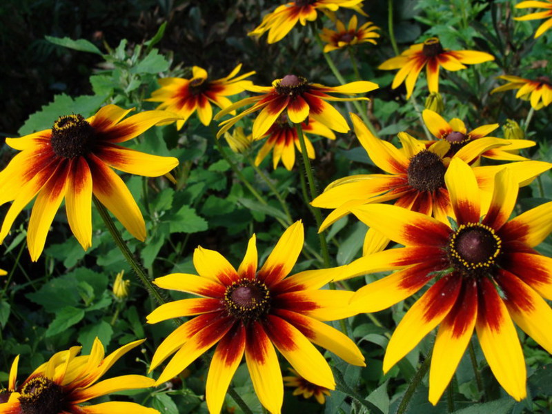 Cara menanam rudbeckia