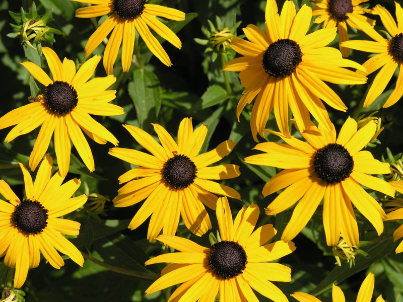 Perosak Rudbeckia