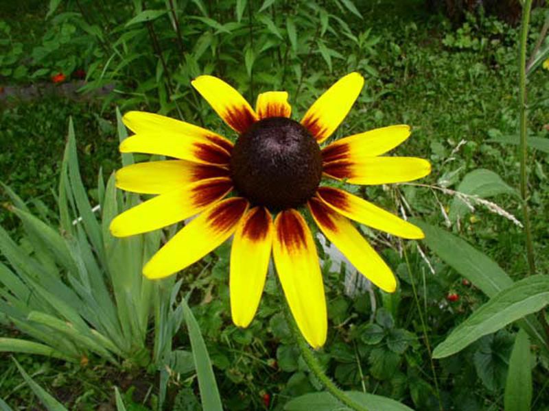 Rudbeckia yang semakin meningkat