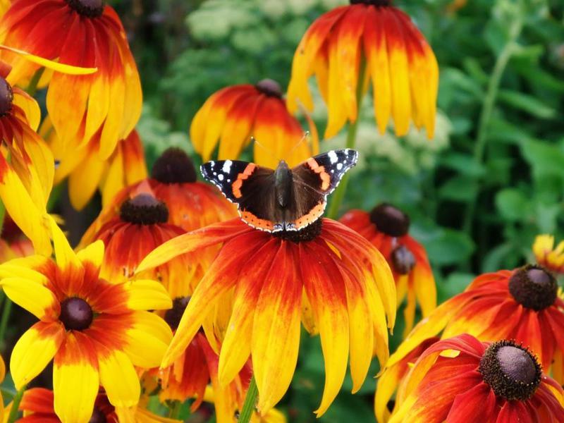 Rudbeckia tanaman tahunan