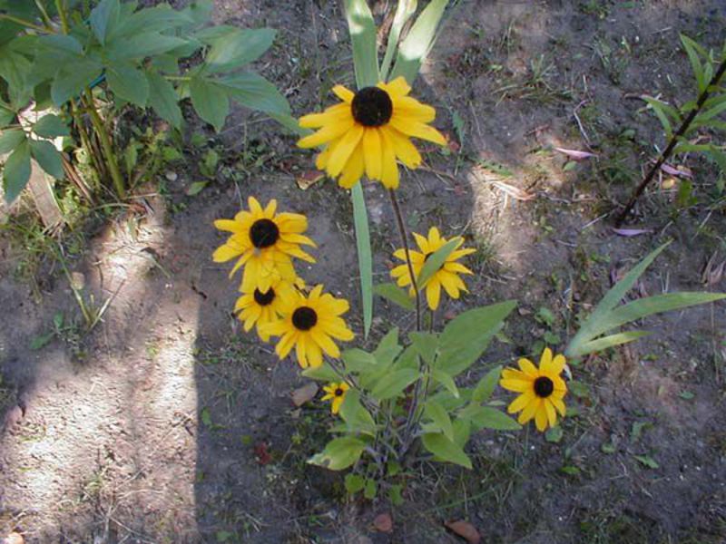 Rudbeckia tahunan - ditanam dari biji.