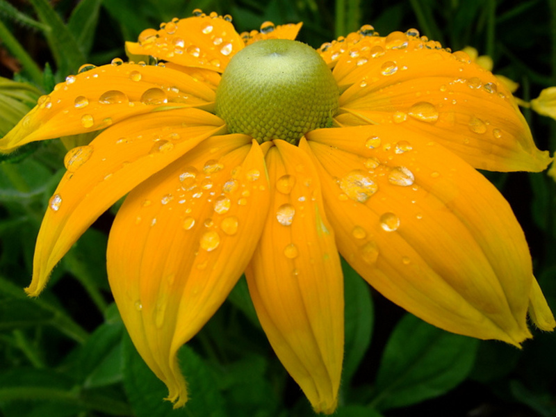 Menanam rudbeckia di kebun