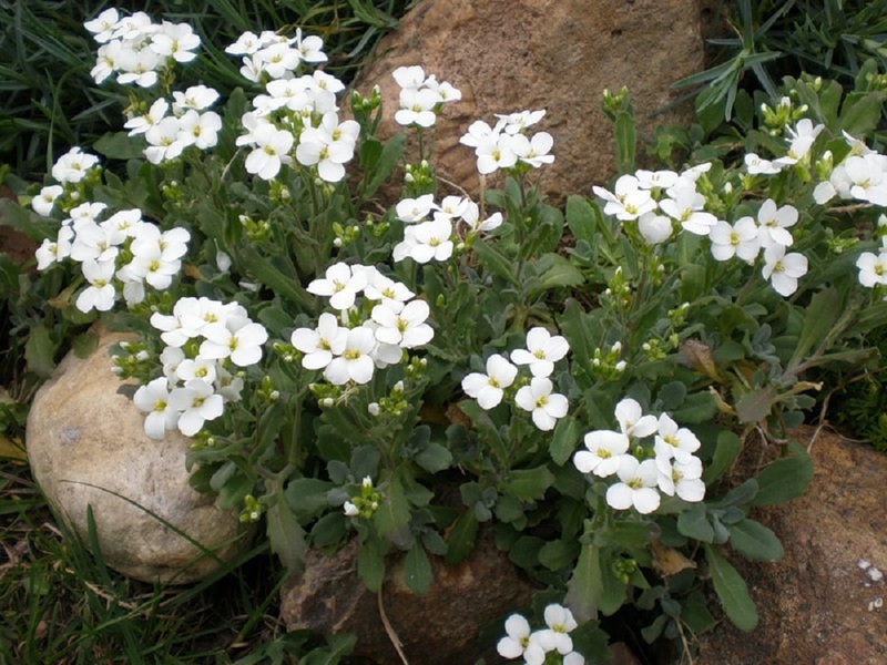 Arabis menanam pelbagai salji Alpine