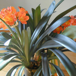 Bagaimana clivia mekar