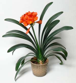 Cara merawat clivia anda