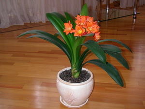 Clivia bubar