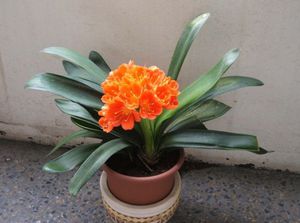 Tempoh berbunga clivia