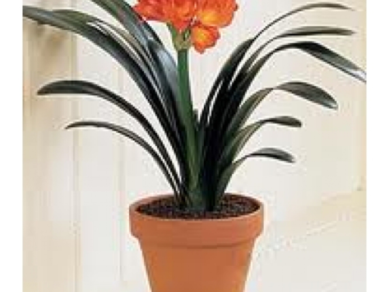 Clivia bubar