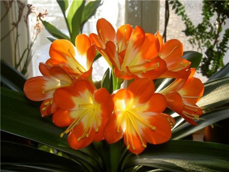 Tumbuh clivia di rumah