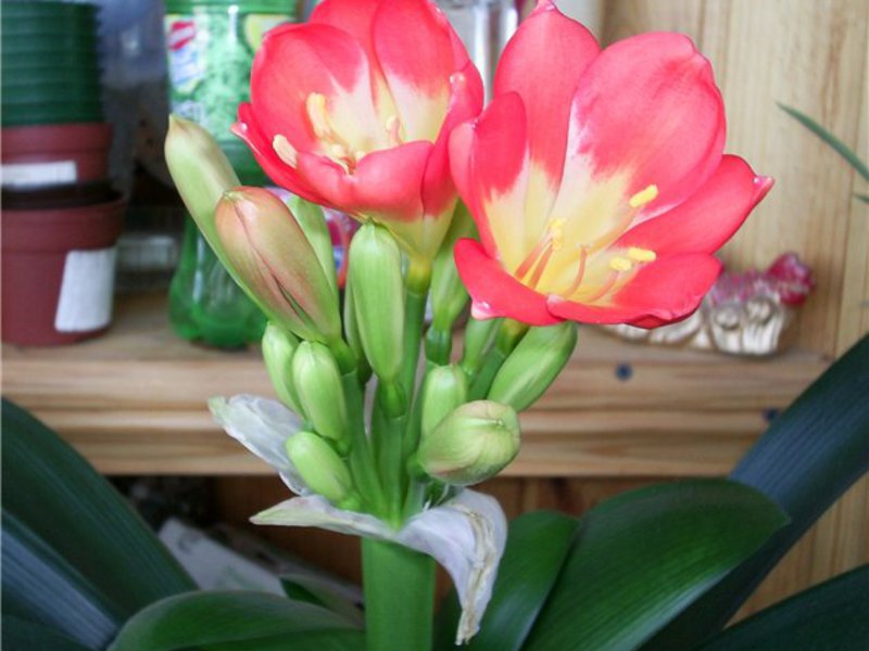 Clivia yang mekar