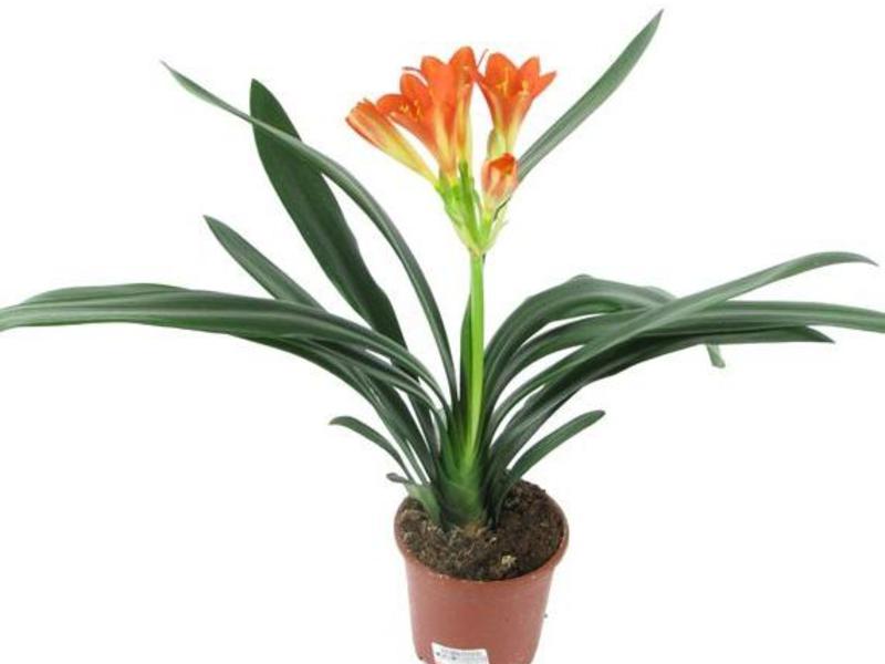 Clivia bubar