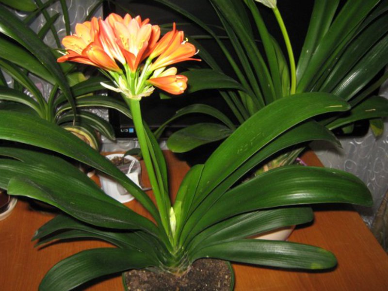 Cara menyebarkan clivia