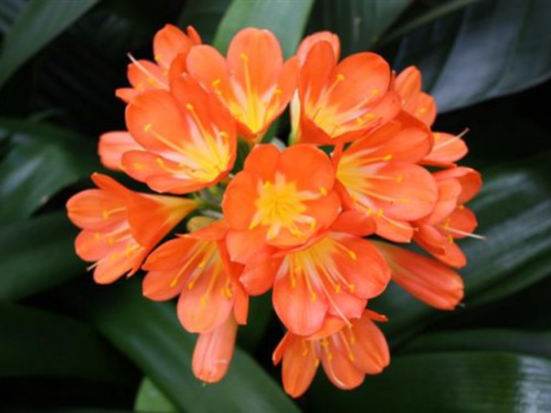 Mengapa clivia tidak mekar