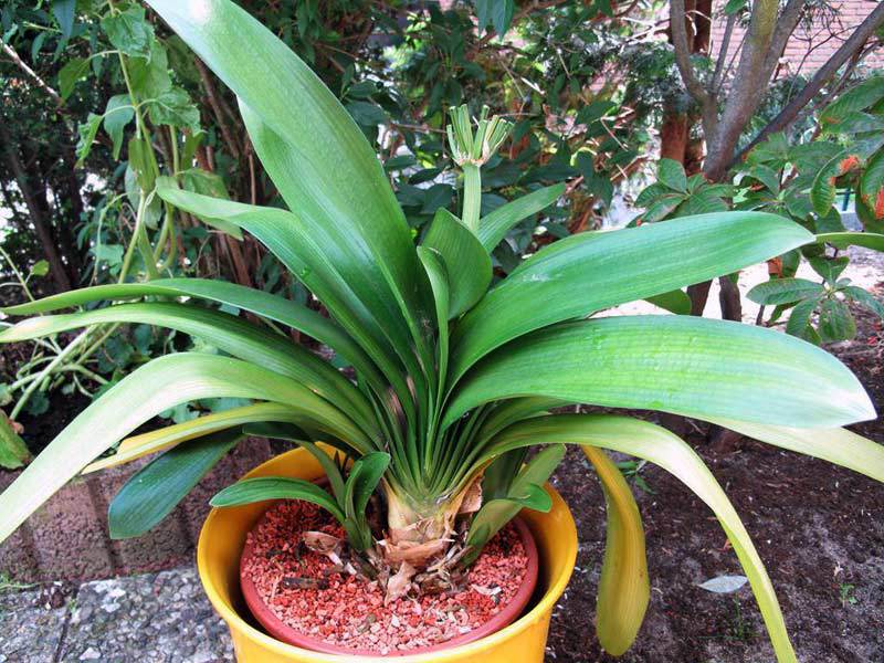 Perosak Clivia