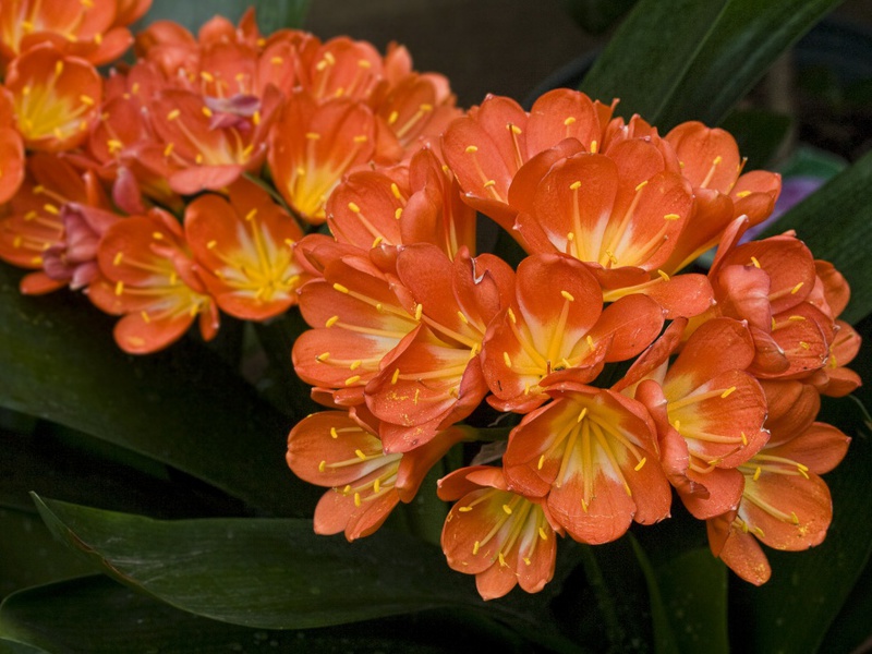 Penyakit clivia