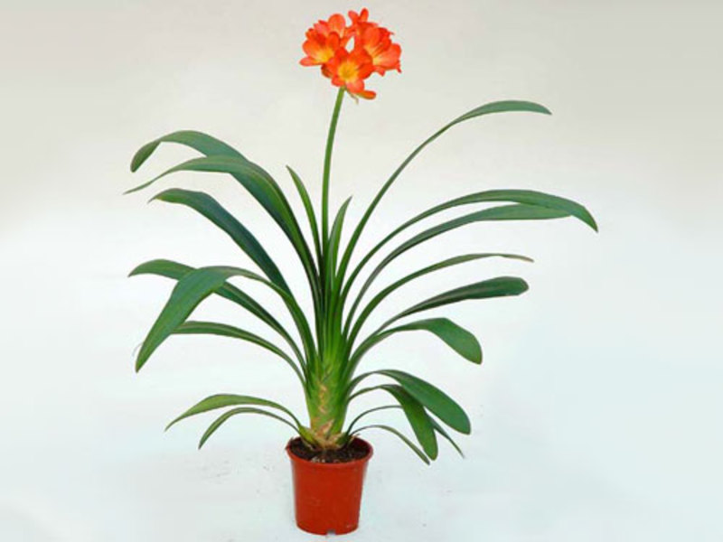 Bunga Clivia