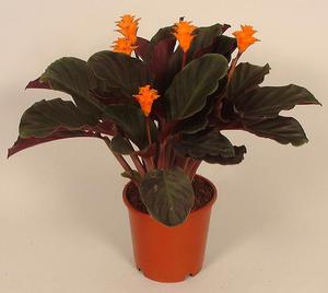 Calathea bunga dalaman