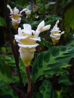 Bunga Calathea