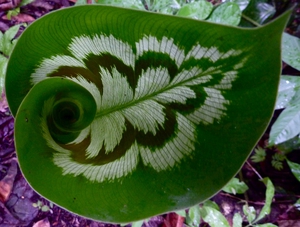 Penyakit calathea