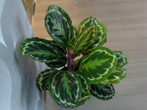 Peraturan penjagaan Calathea