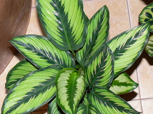 Tumbuh calathea di rumah: varieti, foto bunga