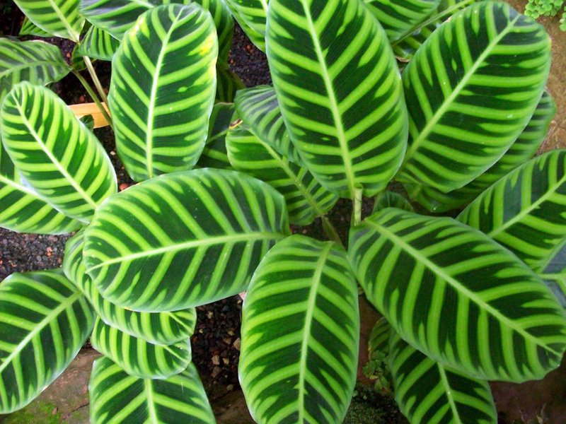 Calathea bunga dalaman