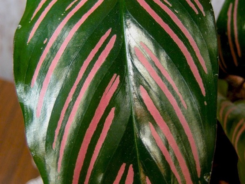 Cara menjaga calathea