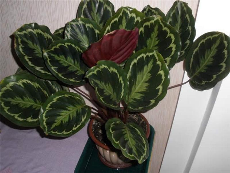 Tumbuh calathea di rumah