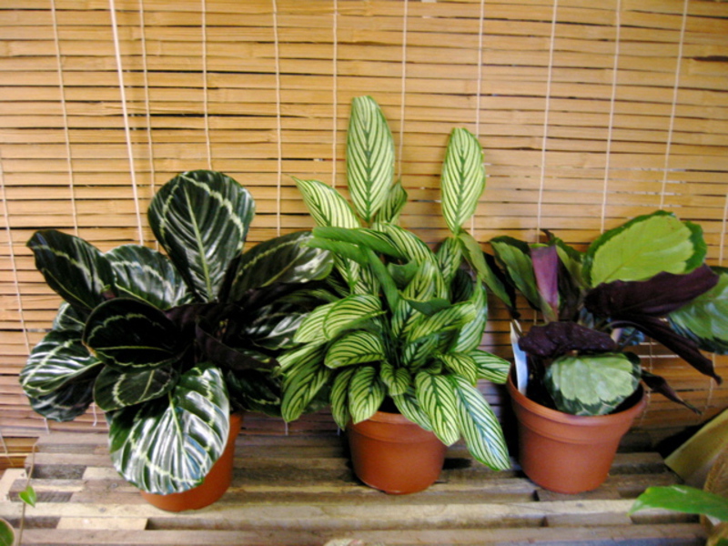 Calathea di dalam rumah