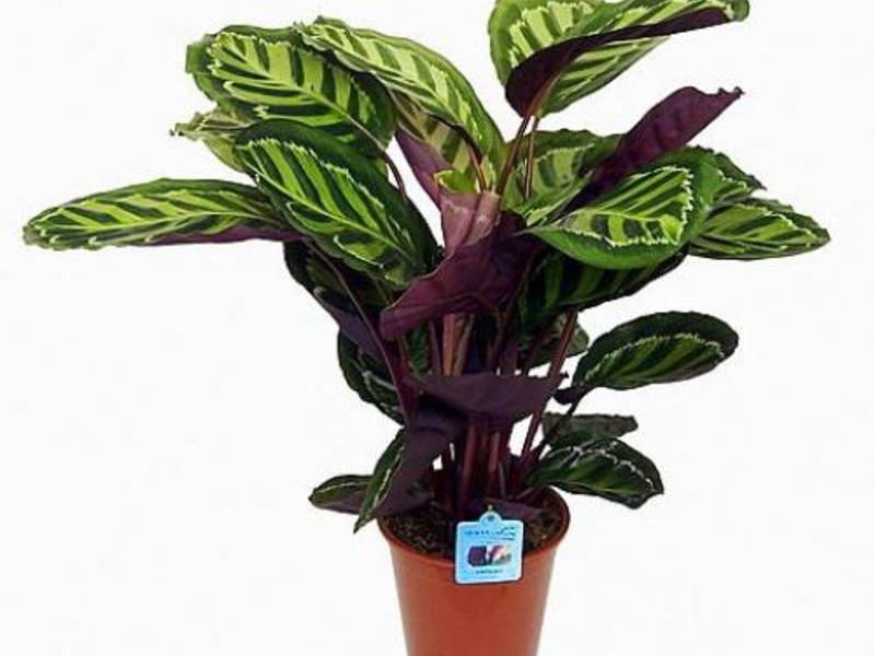 Penampilan Calathea