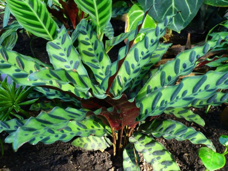 Calathea tergolong dalam keluarga anak panah