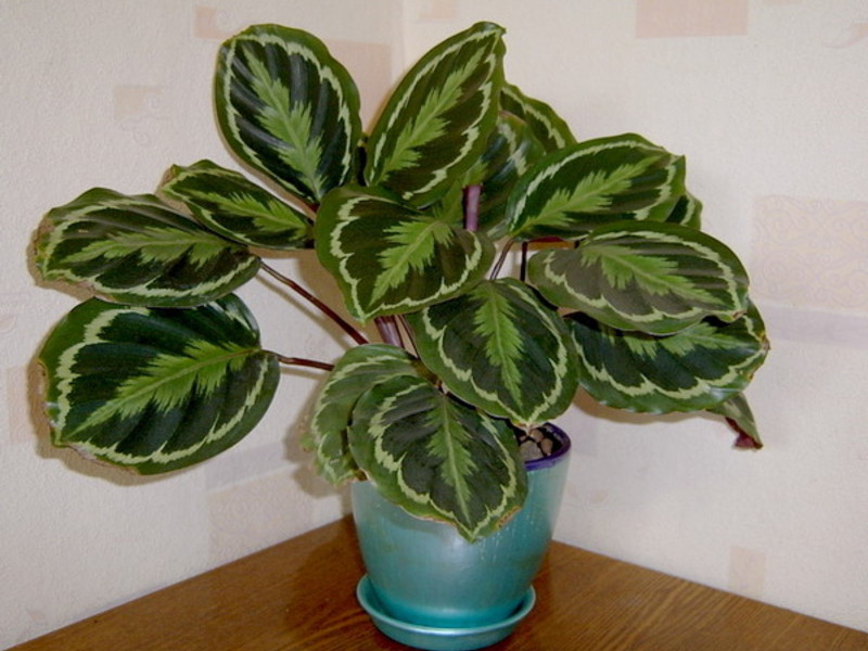 Calathea berbunga