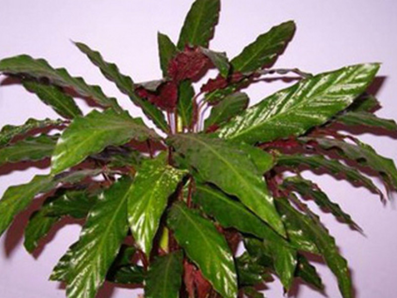 Nama jenis calathea